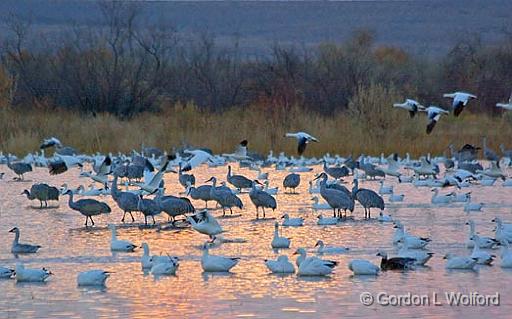 Bosque Roosting Pond_72954.jpg - Snow Geese (Chen caerulescens) & Sandhill Cranes (Grus canadensis) At SunrisePhotographed in the Bosque del Apache National Wildlife Refuge near San Antonio, New Mexico USA. 